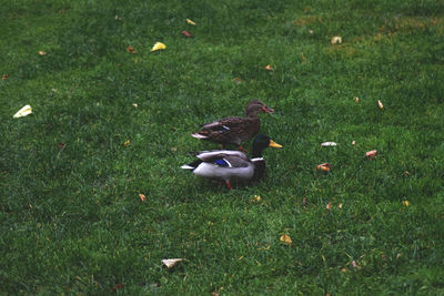 High angle view of bird perching on field