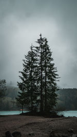 Tree in forest against sky