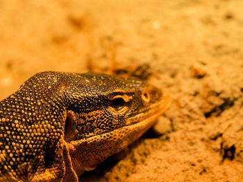 Close-up of lizard on land