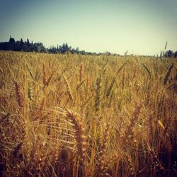 Scenic view of field against clear sky