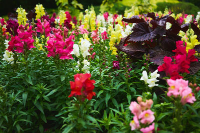 Close-up of flowers blooming outdoors