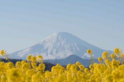 Scenic view of yellow flowers against clear blue sky