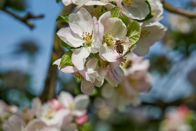 Close-up of white cherry blossoms