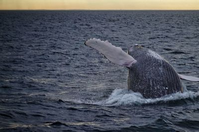 Whales splashing