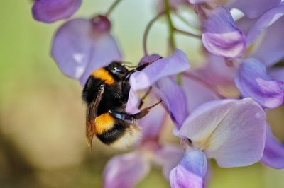 Close-up of honey bee pollinating on purple flower