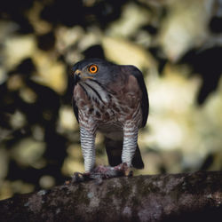 Close-up of owl perching on rock