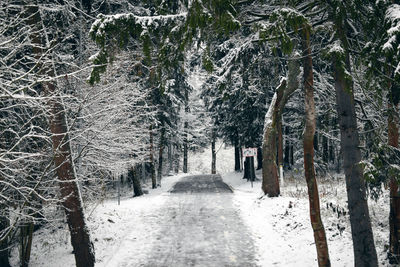 Footpath amidst trees in forest during winter
