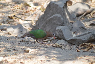 High angle view of bird perching on land