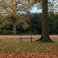 Trees in park during autumn