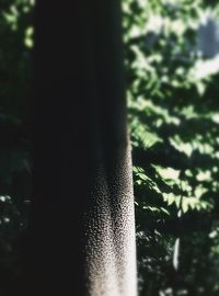 Close up of plant against blurred background