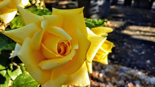 Close-up of yellow flowers blooming outdoors