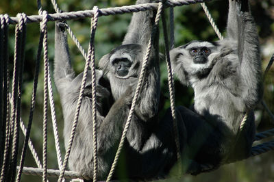 Close-up of monkey