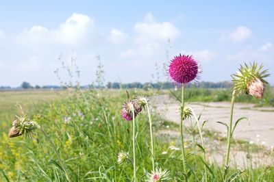 Pink flowers blooming in field