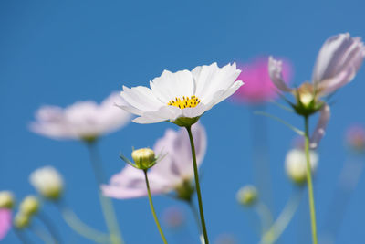 Close-up of white flowering plant against blue sky