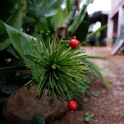 Close-up of red berries growing on plant