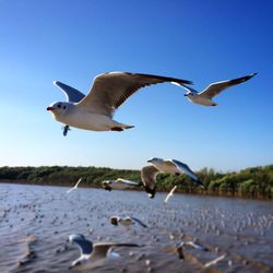 Seagull flying over the sea