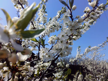 Low angle view of apple blossoms in spring