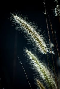 Close-up of stalks plant