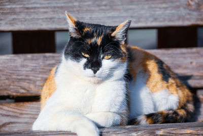 Close-up of a cat looking away