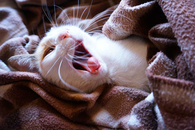 Close-up of cat yawning