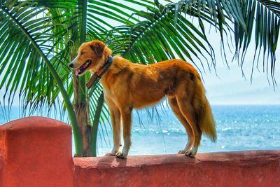 Dogs on tree