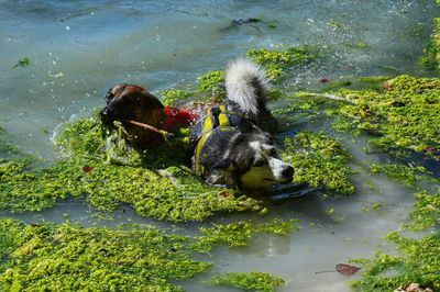 Two dogs playing in water