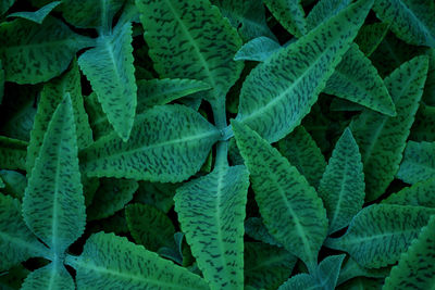 Full frame shot of green leaves