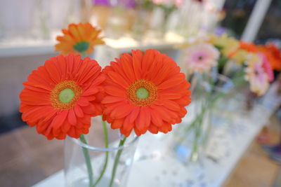 Close-up of red daisy flowers in vase