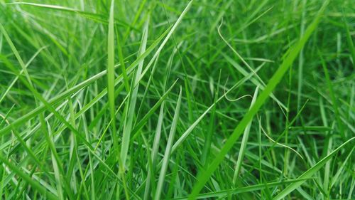 Full frame shot of fresh green grass