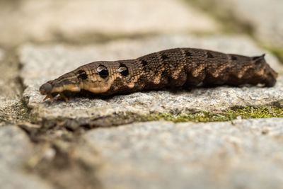 Close-up of snake on rock