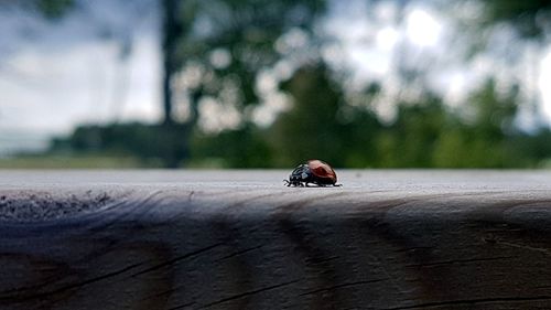 Close-up of ladybug on motorcycle