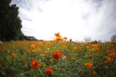 Close-up of poppies blooming on field against sky