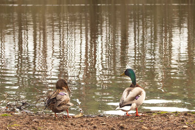 View of birds at lakeshore