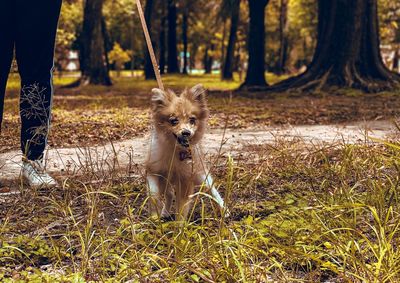 Dog standing on field in forest