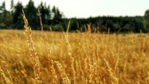 Close-up of wheat growing in field