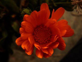 Close-up of orange flower