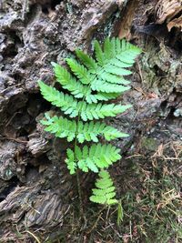 High angle view of fern on tree trunk