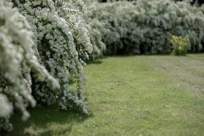 Common hawthorn or single-seeded hawthorn, crataegus monogyna