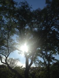 Sun shining through trees