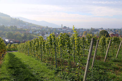 View of green landscape