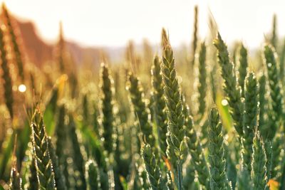 Close-up of crop in field