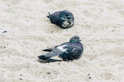 High angle view of pigeon on sand