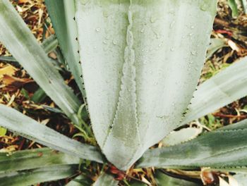 Close-up of plant