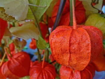 Close-up of red chili peppers