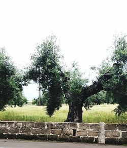 Trees on field against clear sky