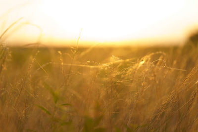 Close-up of stalks in field against sunset