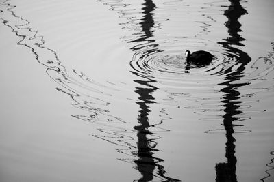 Swan swimming on lake