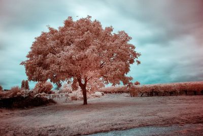 Trees on field against sky