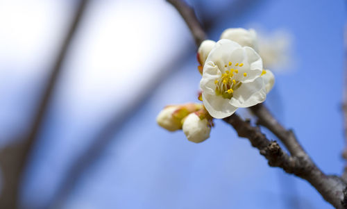 Close-up of white cherry blossom