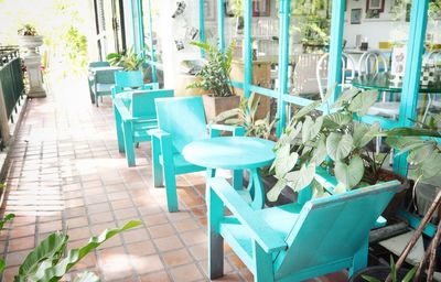 Potted plants on table